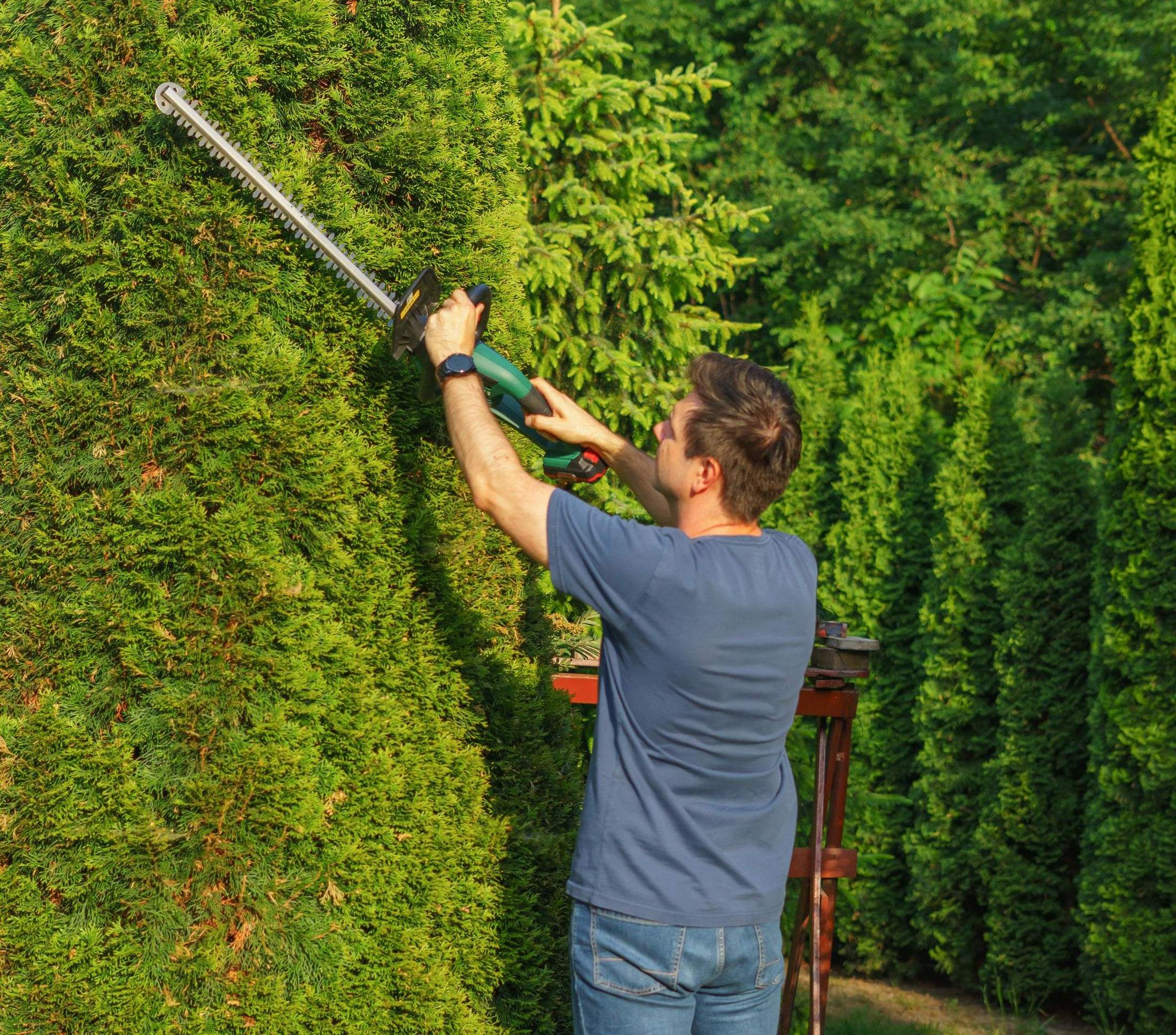 A landscaper shaping a tall hedge with a trimmer